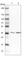 Aminolevulinate Dehydratase antibody, HPA022124, Atlas Antibodies, Western Blot image 