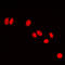 Chromobox 5 antibody, LS-C353366, Lifespan Biosciences, Immunofluorescence image 