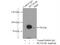 SET Domain And Mariner Transposase Fusion Gene antibody, 25814-1-AP, Proteintech Group, Immunoprecipitation image 