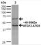 Autophagy Related 12 antibody, orb377196, Biorbyt, Western Blot image 