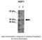 Nuclear RNA Export Factor 1 antibody, 29-372, ProSci, Immunohistochemistry paraffin image 