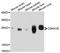 Cyclin Dependent Kinase Inhibitor 1B antibody, abx125047, Abbexa, Western Blot image 