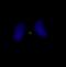 Inner Centromere Protein antibody, NB100-2286, Novus Biologicals, Immunofluorescence image 