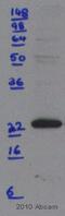 Presenilin 2 antibody, ab51249, Abcam, Western Blot image 