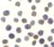 TANK Binding Kinase 1 antibody, A00261, Boster Biological Technology, Immunocytochemistry image 