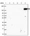 Complement C3d Receptor 2 antibody, NBP2-38895, Novus Biologicals, Western Blot image 