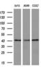 Alcohol Dehydrogenase 7 (Class IV), Mu Or Sigma Polypeptide antibody, MA5-26000, Invitrogen Antibodies, Western Blot image 