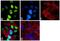 Neuronal Nuclei antibody, 702022, Invitrogen Antibodies, Immunofluorescence image 