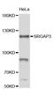 SLIT-ROBO Rho GTPase Activating Protein 3 antibody, STJ26635, St John