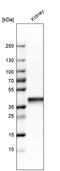 Aldolase, Fructose-Bisphosphate B antibody, PA5-51694, Invitrogen Antibodies, Western Blot image 