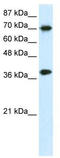 Transcription Elongation Factor A1 antibody, TA333914, Origene, Western Blot image 
