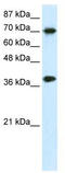 Transcription Elongation Factor A1 antibody, TA333914, Origene, Western Blot image 