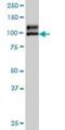 N-Deacetylase And N-Sulfotransferase 1 antibody, H00003340-M01, Novus Biologicals, Western Blot image 