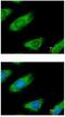 Malic Enzyme 1 antibody, ab97445, Abcam, Immunofluorescence image 