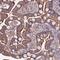 Rho Guanine Nucleotide Exchange Factor 35 antibody, NBP2-33446, Novus Biologicals, Immunohistochemistry frozen image 