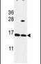 Sprr1 antibody, PA5-26568, Invitrogen Antibodies, Western Blot image 