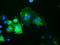 Oxysterol Binding Protein Like 11 antibody, TA502068, Origene, Immunofluorescence image 