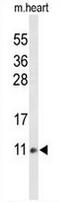 Cytochrome C Oxidase Subunit 6A2 antibody, AP51034PU-N, Origene, Western Blot image 