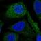 BRCA1 Associated Protein antibody, PA5-59145, Invitrogen Antibodies, Immunofluorescence image 