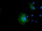 Isovaleryl-CoA Dehydrogenase antibody, TA501544, Origene, Immunofluorescence image 