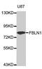 Fibulin 1 antibody, MBS128704, MyBioSource, Western Blot image 