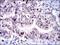 Kinesin Family Member 22 antibody, NBP2-37552, Novus Biologicals, Immunohistochemistry paraffin image 