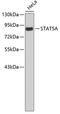 Signal Transducer And Activator Of Transcription 5A antibody, 19-115, ProSci, Western Blot image 