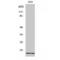 Insulin Like 4 antibody, LS-C384128, Lifespan Biosciences, Western Blot image 