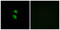 Arylsulfatase D antibody, LS-C119742, Lifespan Biosciences, Immunofluorescence image 