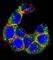 Mucin 20, Cell Surface Associated antibody, abx025134, Abbexa, Western Blot image 