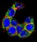 Mucin 20, Cell Surface Associated antibody, abx025134, Abbexa, Western Blot image 