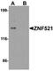 Zinc Finger Protein 521 antibody, orb75797, Biorbyt, Western Blot image 