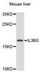 Interleukin-36 gamma antibody, STJ112204, St John
