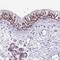 TBC1 Domain Family Member 26 antibody, NBP2-48964, Novus Biologicals, Immunohistochemistry paraffin image 