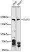 Immunoglobulin Superfamily Member 3 antibody, 14-430, ProSci, Western Blot image 