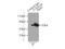 Tubulin Alpha 1b antibody, 11224-1-AP, Proteintech Group, Immunoprecipitation image 