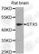 Syntaxin 5 antibody, A8455, ABclonal Technology, Western Blot image 