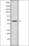 Mitochondrial Ribosomal Protein S18B antibody, orb337892, Biorbyt, Western Blot image 
