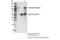Androgen Receptor antibody, 70317S, Cell Signaling Technology, Immunoprecipitation image 
