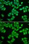 Cytochrome C Oxidase Subunit 5A antibody, GTX55578, GeneTex, Immunofluorescence image 