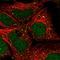 Zinc Finger Protein 266 antibody, HPA026836, Atlas Antibodies, Immunofluorescence image 