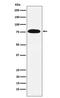 KH-Type Splicing Regulatory Protein antibody, M02770-2, Boster Biological Technology, Western Blot image 