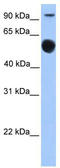 EBF Transcription Factor 1 antibody, TA329356, Origene, Western Blot image 