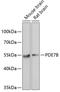 Phosphodiesterase 7B antibody, 23-066, ProSci, Western Blot image 
