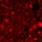 Lipocalin 2 antibody, LS-C667941, Lifespan Biosciences, Immunofluorescence image 