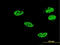 Nuclear Factor Kappa B Subunit 1 antibody, LS-C133345, Lifespan Biosciences, Immunofluorescence image 