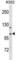 Coiled-Coil And C2 Domain Containing 1A antibody, abx028693, Abbexa, Western Blot image 