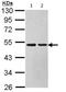 Argininosuccinate Lyase antibody, ab97370, Abcam, Western Blot image 