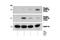 Protein Phosphatase 1 Regulatory Inhibitor Subunit 1B antibody, 2301S, Cell Signaling Technology, Western Blot image 