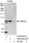 L3MBTL Histone Methyl-Lysine Binding Protein 2 antibody, A302-868A, Bethyl Labs, Immunoprecipitation image 